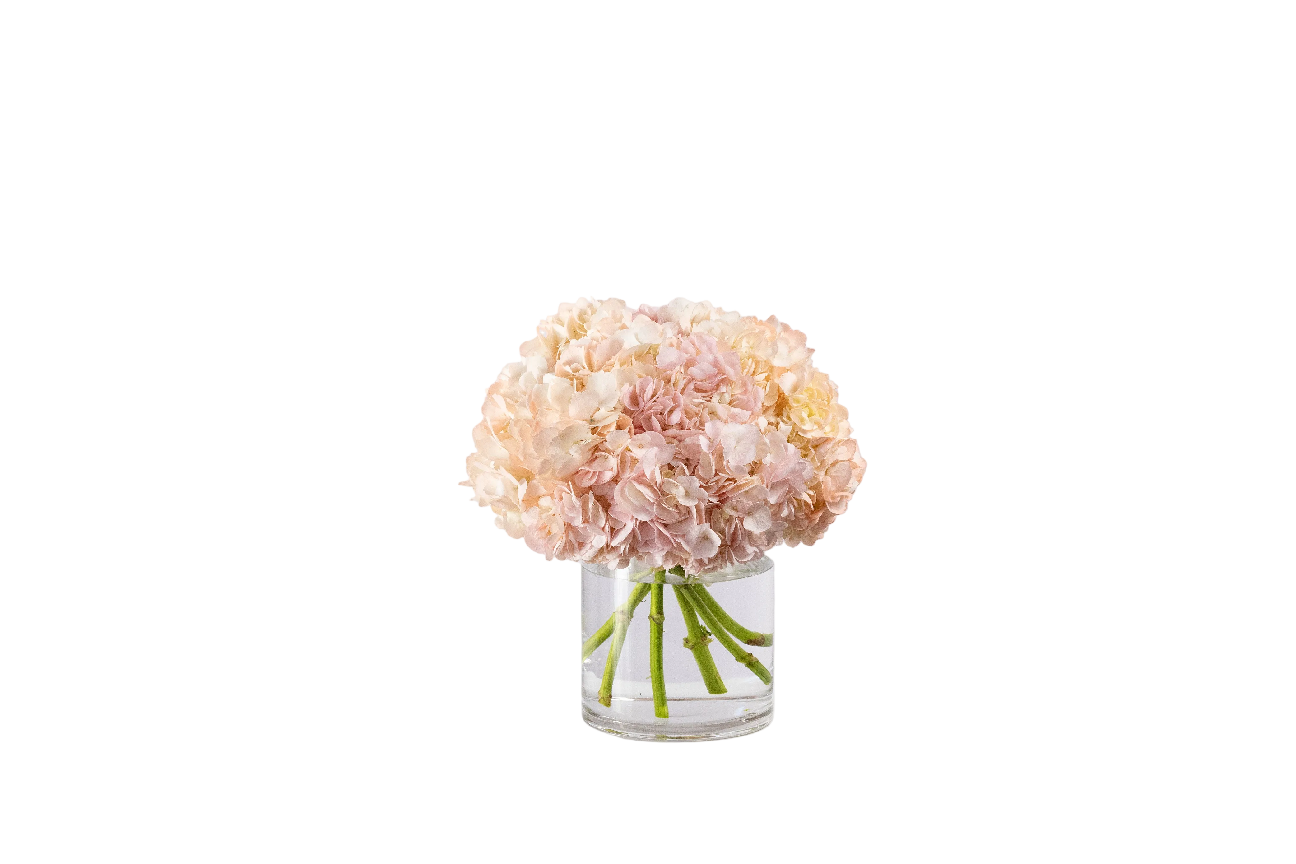 HORTENSIA
